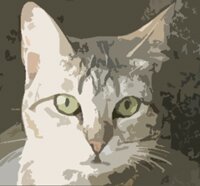Feline and Friendly